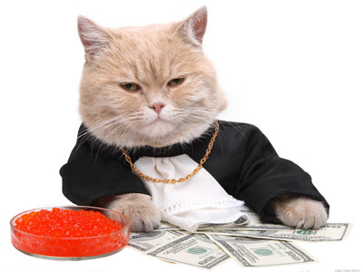 猫猫1.jpg