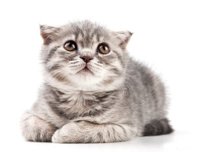 1455862908518660.jpg 猫咪.jpg
