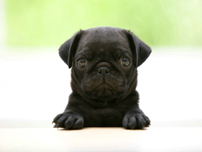 1459496750532270.jpg animal_hd_fun_animals_1920x1200_1867_3.jpg