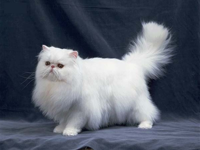 1460018455924728.png 波斯猫.png