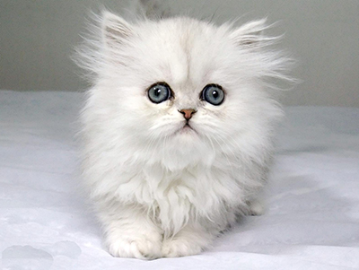 1479275362539507.jpg 波斯猫1.jpg