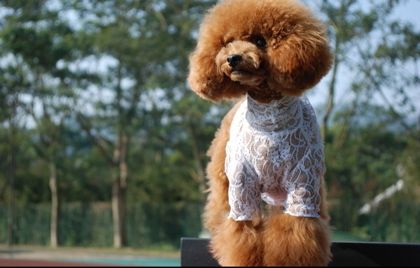 1489124069667518.jpg 泰迪犬 (6).jpg