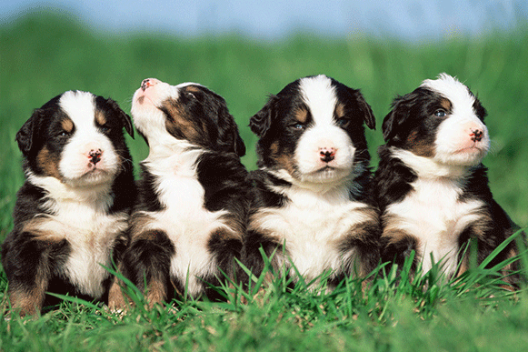 1513411022492792.gif 4499633_234733192000_2.gif